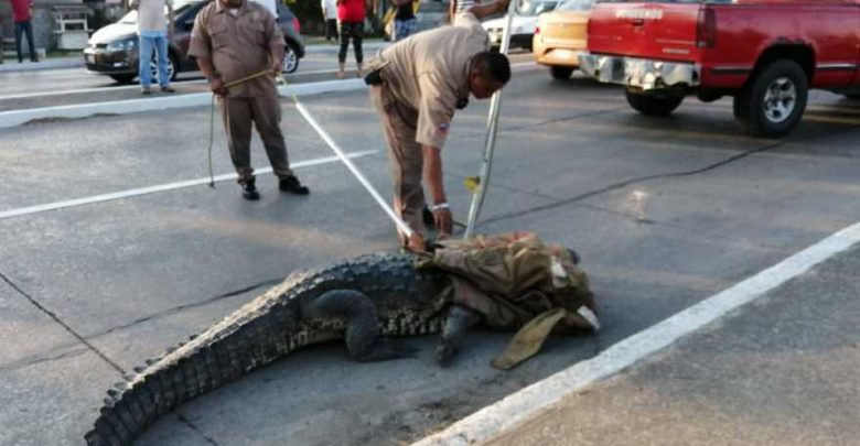 Capturan a cocodrilo de más de dos metros en Tampico Sentido Común